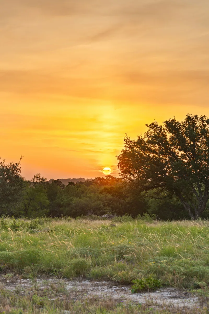 Golden sunset behind native grasses and trees