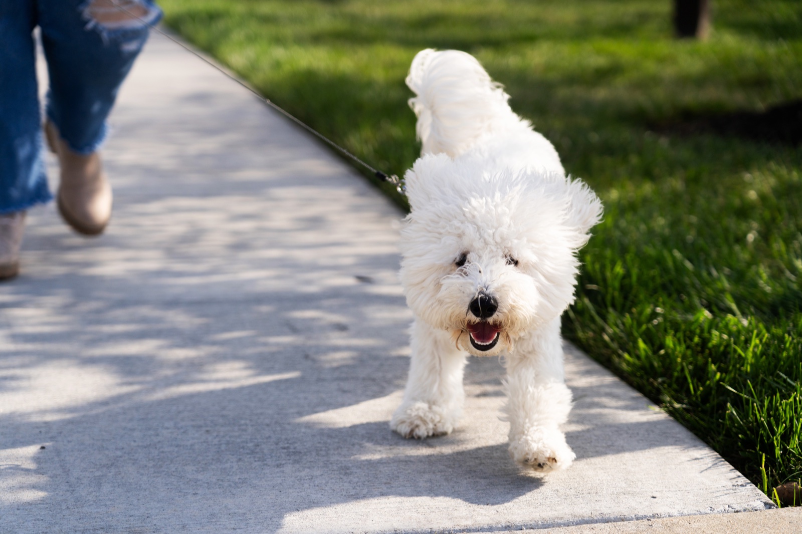 Fluffy white dog walking toward the camera on a sunlit path