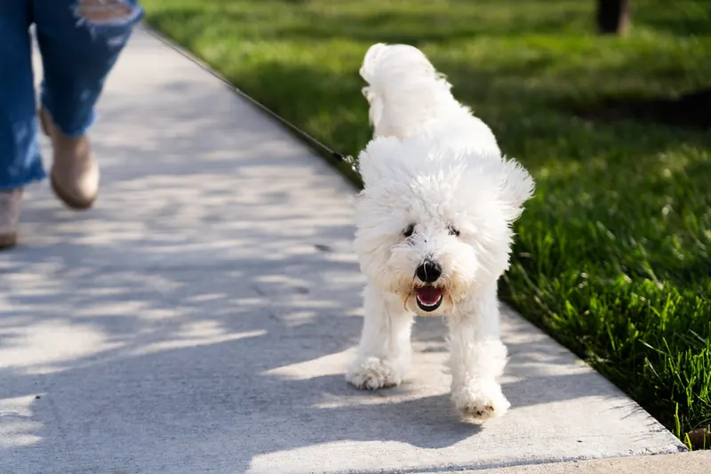A white fluffy dog walks along a sidewalk beside a grassy lawn