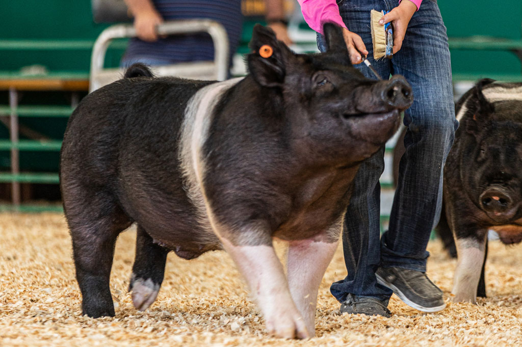 Show pig at Llano County Junior Livestock Show
