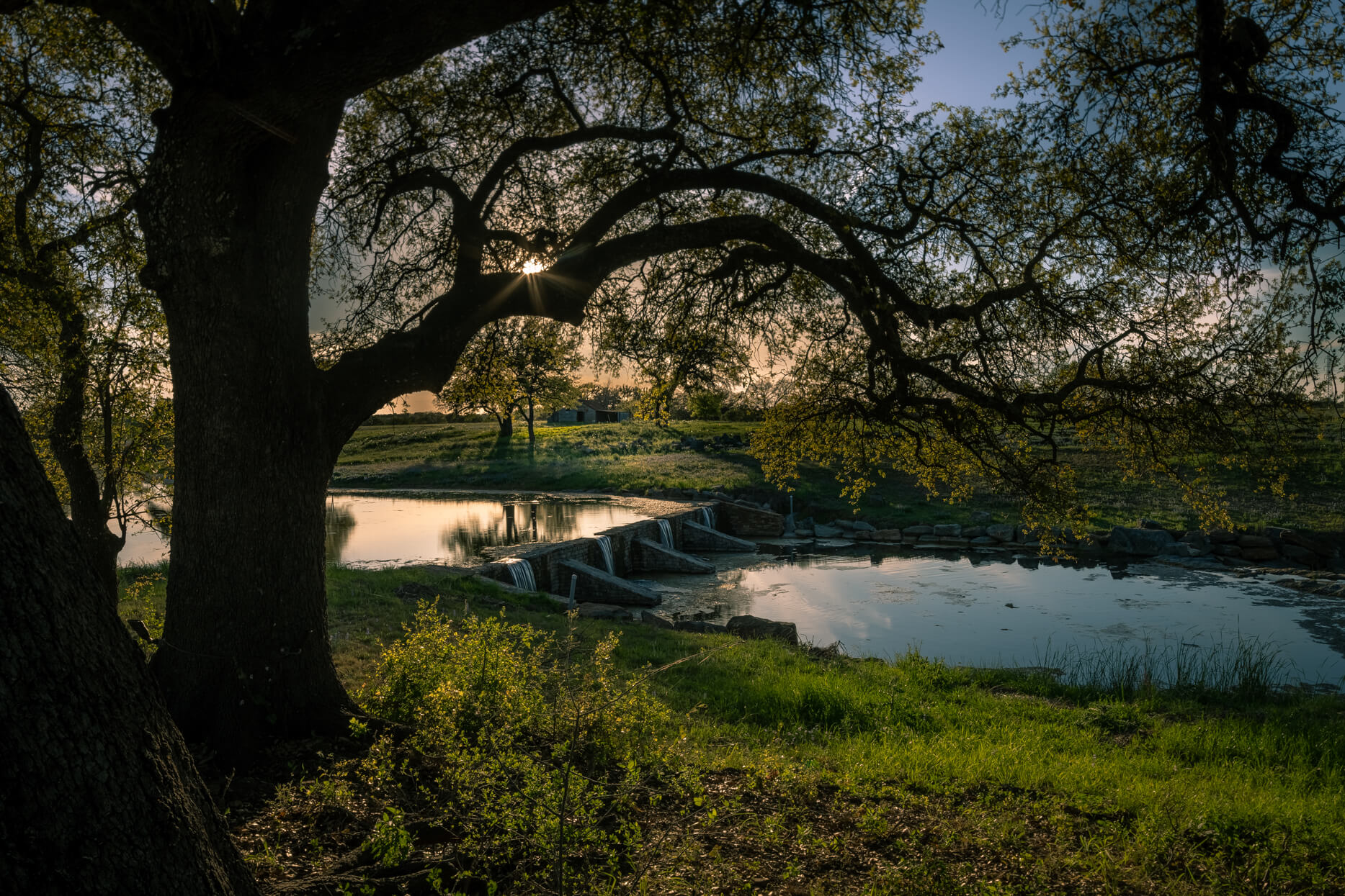 Oak tree beside a quiet ranch water crossing at sunset.