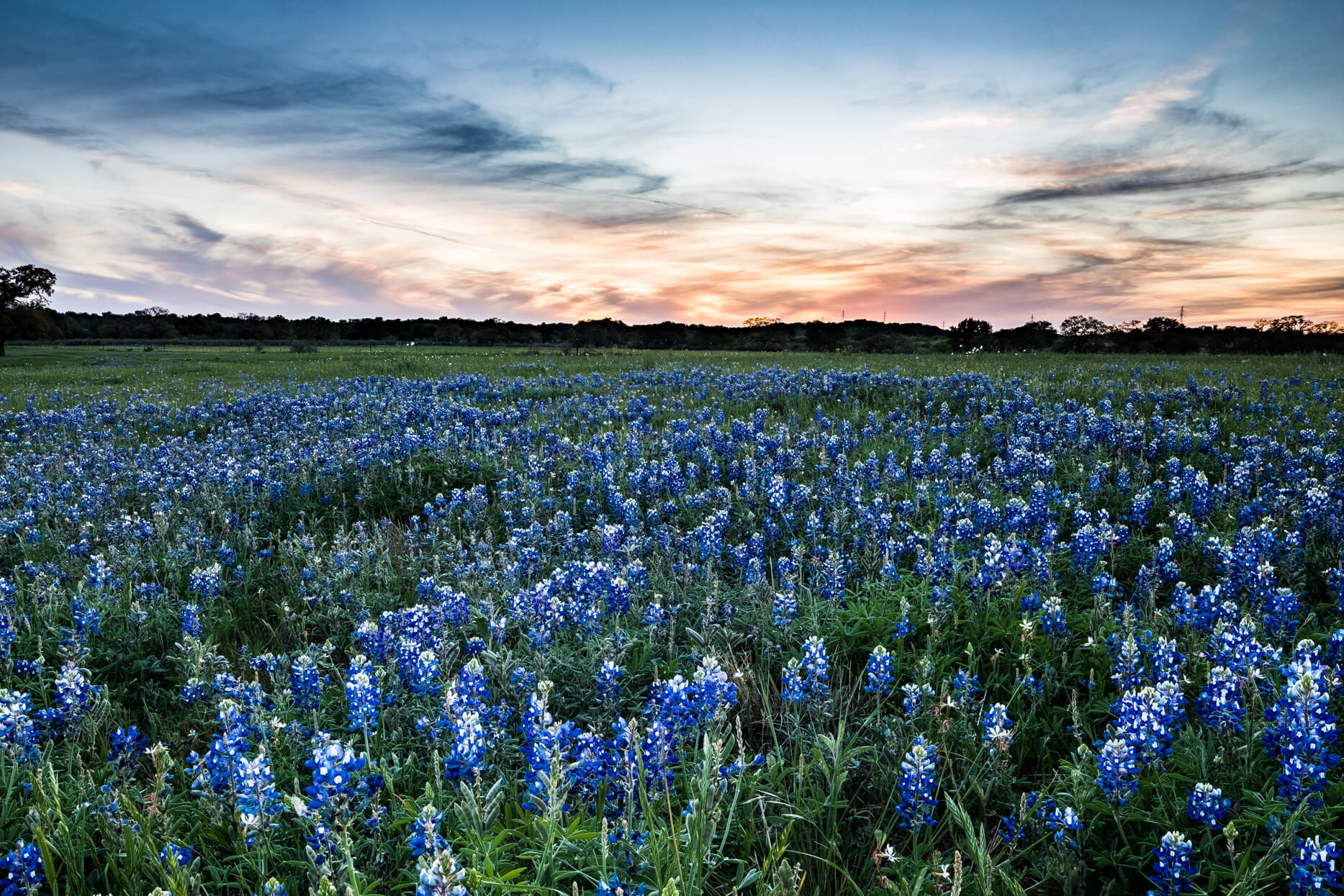 Bluebonnets fill an open ranch field beneath a sunset sky.