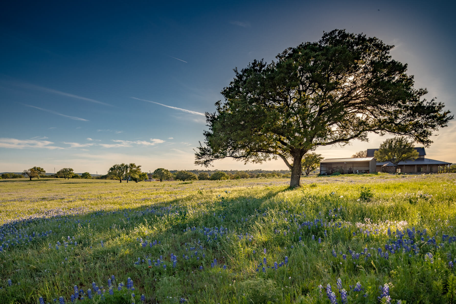 Oak tree and ranch buildings beyond a field of Texas bluebonnets.