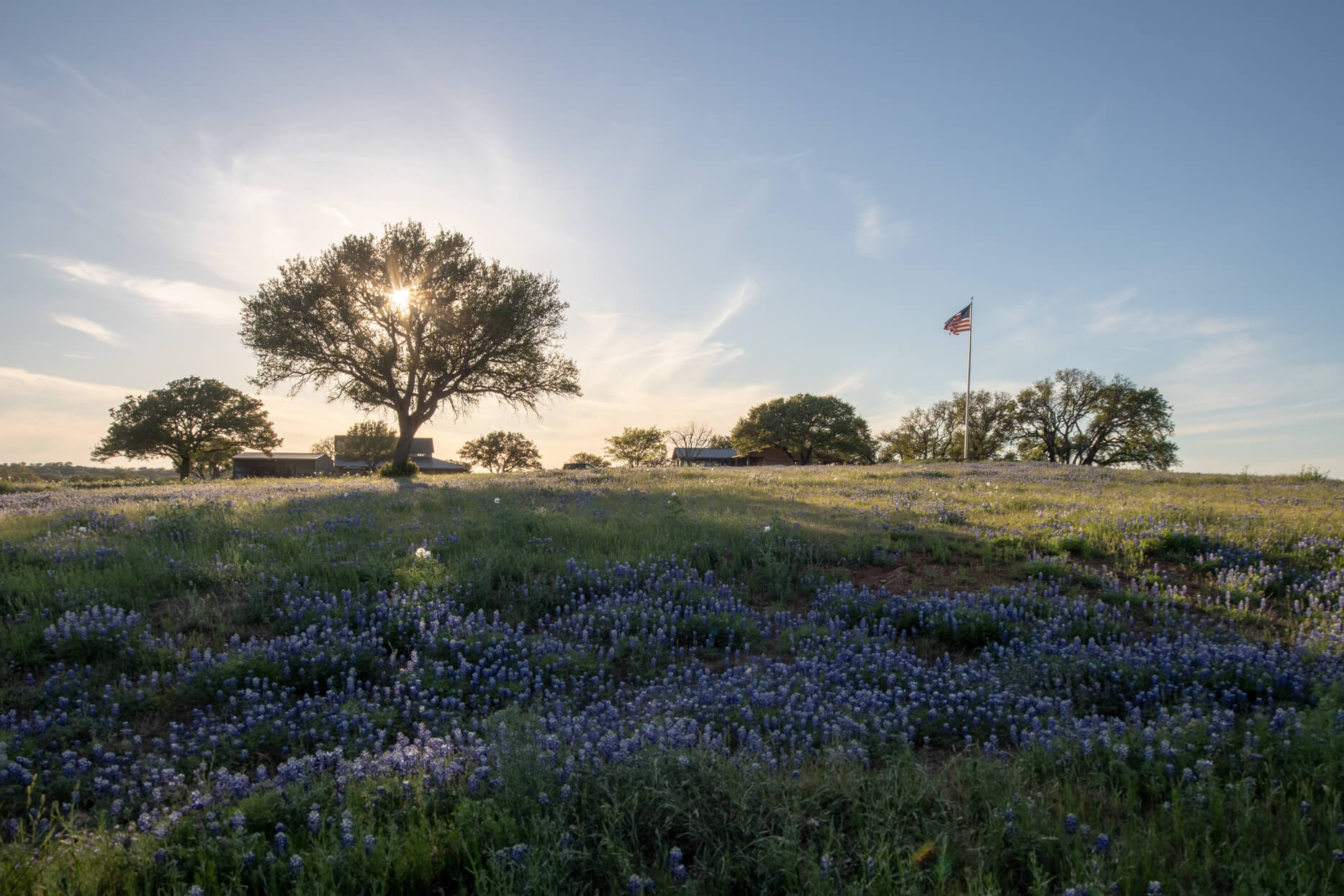 Sunlit oak on a ranch hillside covered in bluebonnets.