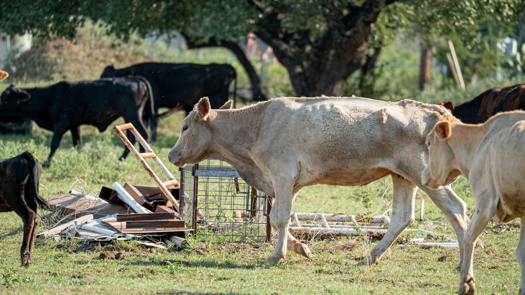 Cattle seized in Burnet County